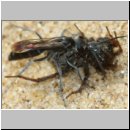 Pompilus cinereus - Wegwespe w51c mit Spinne - Sandgrube Niedringhaussee.jpg